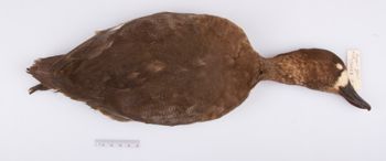 Media type: image;   Ornithology 204023